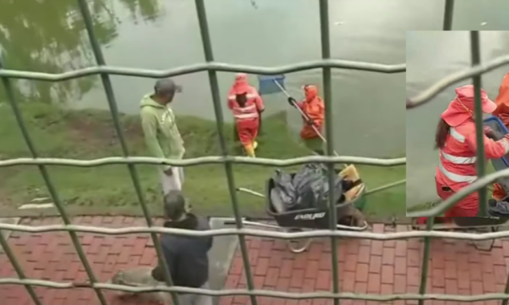 Preocupacia en bogotá por muerte masiva de peces en el lago timiza de kennedy; Indagan Causas de Daño Ambiental