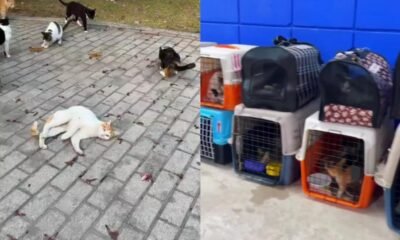 Páramo Responder Sobre Los Gatos Desaparecidos Previo Al Concior de Shakira en Barranquilla: Buscan Hogar