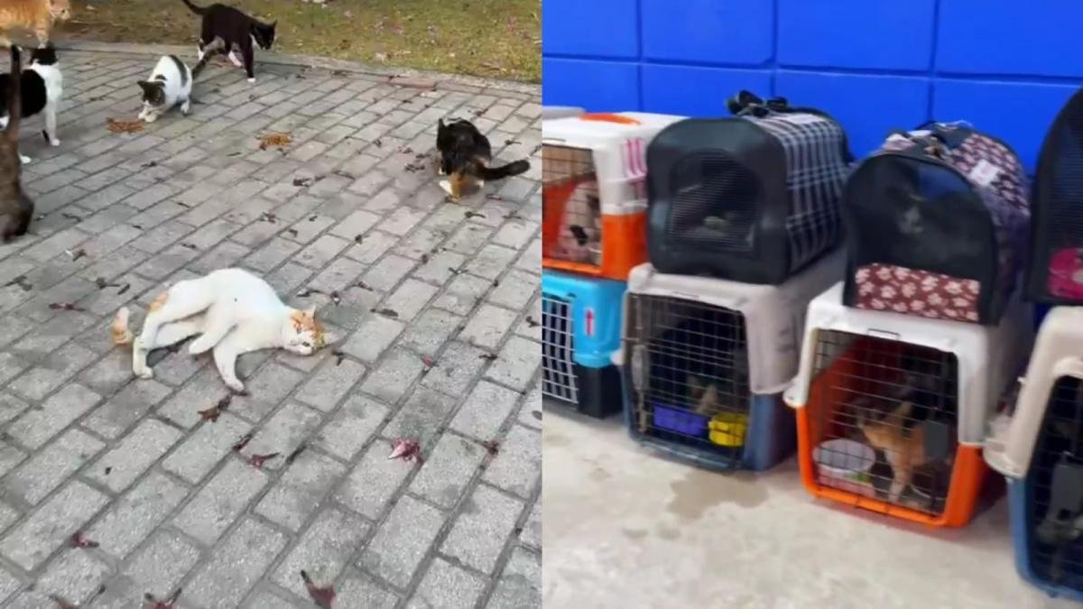 Páramo Responder Sobre Los Gatos Desaparecidos Previo Al Concior de Shakira en Barranquilla: Buscan Hogar