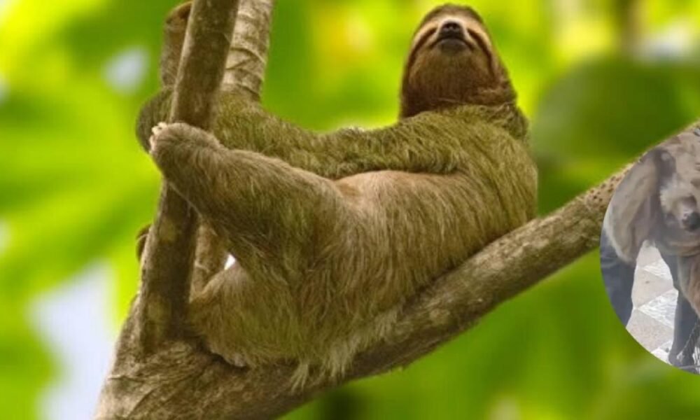 Hallaron un Oso Perezoso en un cultivo de papa en Sibaté, Cundinamarca; Así Fue El Operración de Las Autoridades