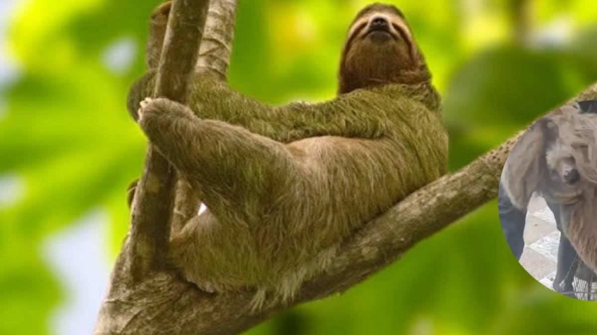 Hallaron un Oso Perezoso en un cultivo de papa en Sibaté, Cundinamarca; Así Fue El Operración de Las Autoridades