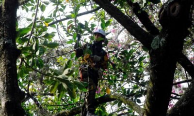 Lanzan Plan de Choque Ante El Aumento de Caídas de Árboles