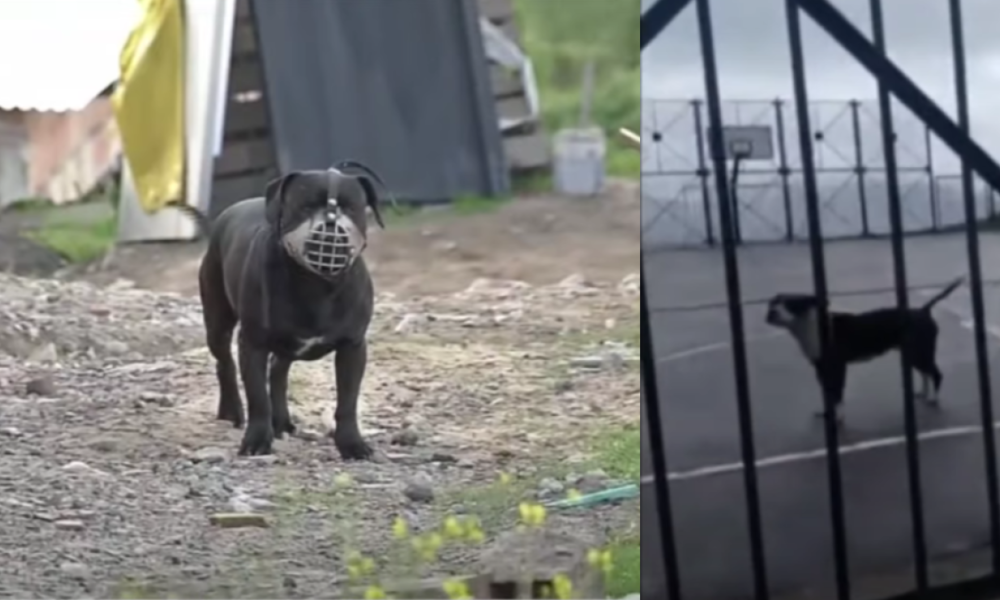 Denuncias por maltrato animal y riesgos para transeúnes en el suroriente de bogotá: mascotas han sido everenenadas