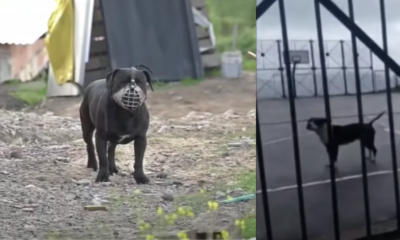 Denuncias por maltrato animal y riesgos para transeúnes en el suroriente de bogotá: mascotas han sido everenenadas