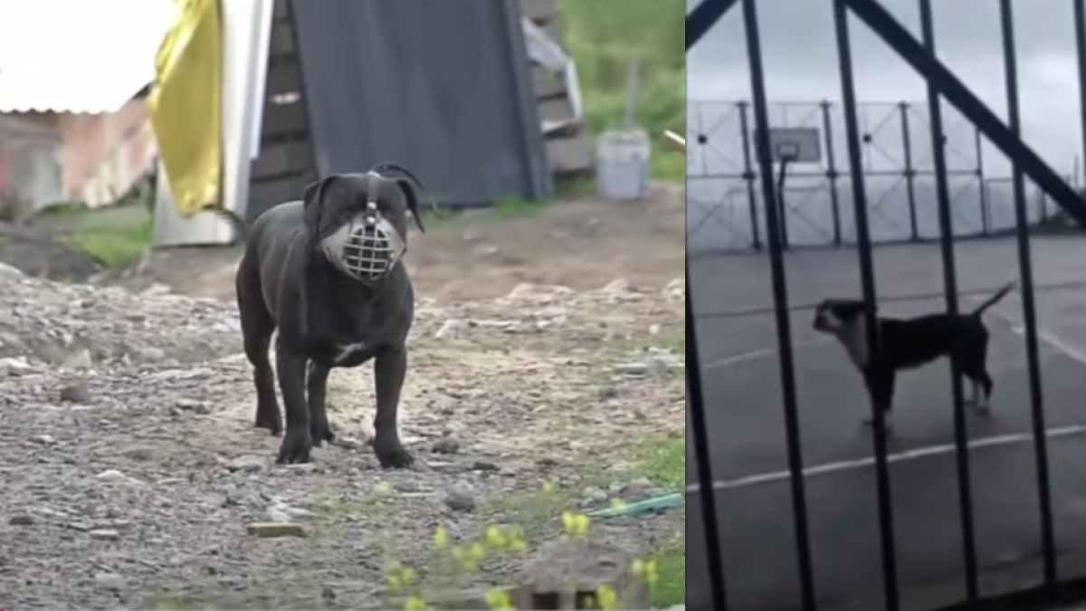 Denuncias por maltrato animal y riesgos para transeúnes en el suroriente de bogotá: mascotas han sido everenenadas