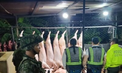 En matADERO CLANDESTINO DE VALLEDUPAR Comercializaban Carne de Cerdo en Condiciones Extremas de Insalubridad