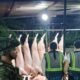 En matADERO CLANDESTINO DE VALLEDUPAR Comercializaban Carne de Cerdo en Condiciones Extremas de Insalubridad