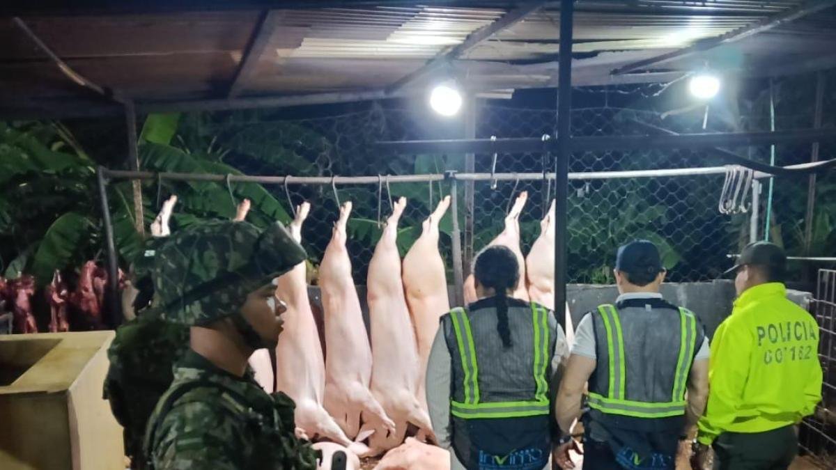 En matADERO CLANDESTINO DE VALLEDUPAR Comercializaban Carne de Cerdo en Condiciones Extremas de Insalubridad