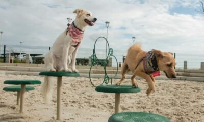El Parque de Mascotas en El Gran Malecón