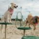 El Parque de Mascotas en El Gran Malecón