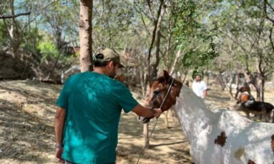 20 Caballos Rescatados de Las Calles de Barranquilla Buscan Ser Adoptados