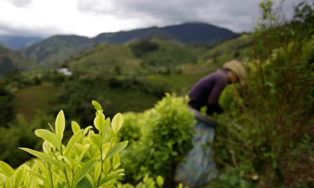 La Coca en el Cauca: Así Funciona El Cultivo de Esta Hoja en Pleno Corazón del Micay, en el PLETADO