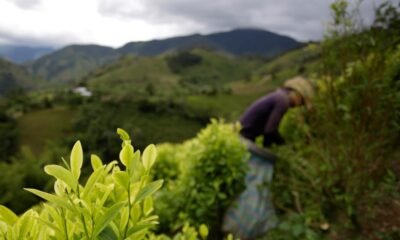 La Coca en el Cauca: Así Funciona El Cultivo de Esta Hoja en Pleno Corazón del Micay, en el PLETADO
