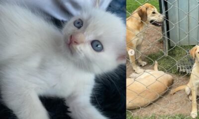 Gran Jornada de Adopció de Perritos y Gatitos Rescatados ESTE FIN DE SEMANA EN EL EDÉN CENTRO COMERCIAL, EN BOGOTÁ