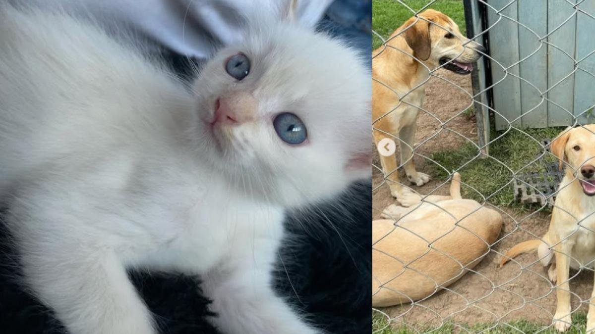 Gran Jornada de Adopció de Perritos y Gatitos Rescatados ESTE FIN DE SEMANA EN EL EDÉN CENTRO COMERCIAL, EN BOGOTÁ