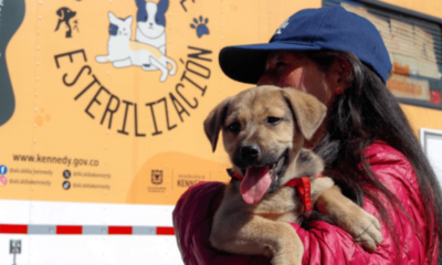 Primera Feria de Emprendimientos con productos para mascotas en el sur de bogotá este fin de semana