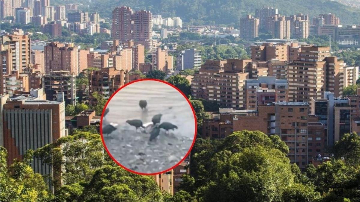 Encuentran Extremidades Humanas en Aguas; Investigan Si Sería del Mismo Cuerpo