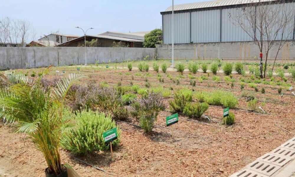 Barranquilla: Huerta Comunitaria en