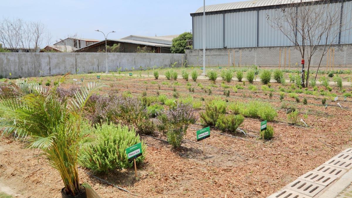 Barranquilla: Huerta Comunitaria en