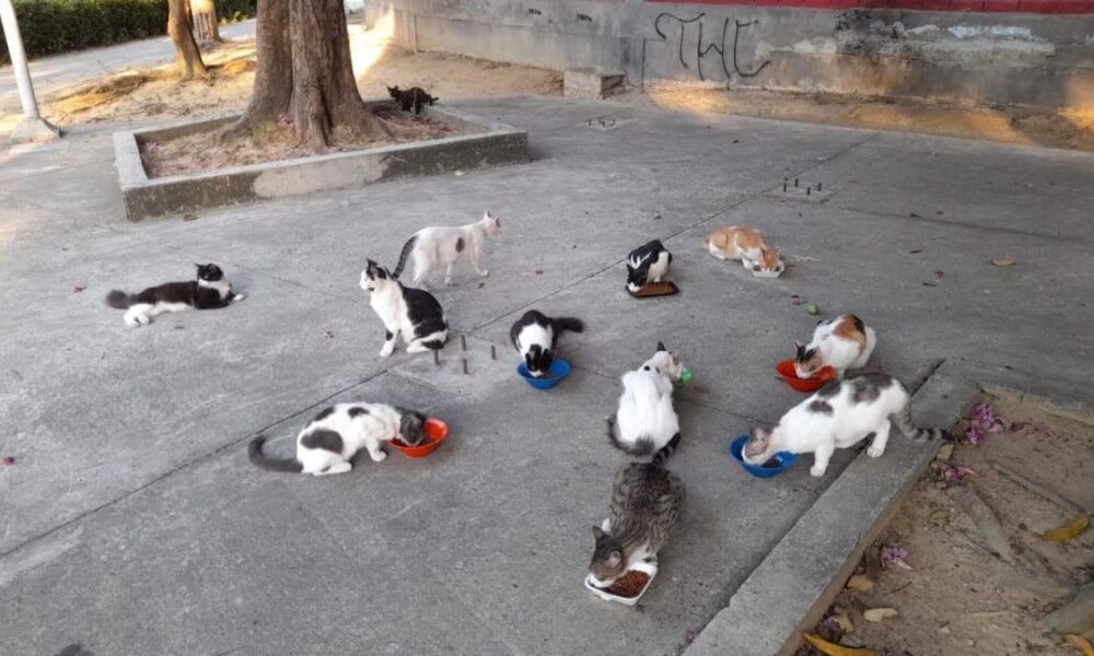 Lanzan alerta por Sobrepoblacia de Perros y Gatos