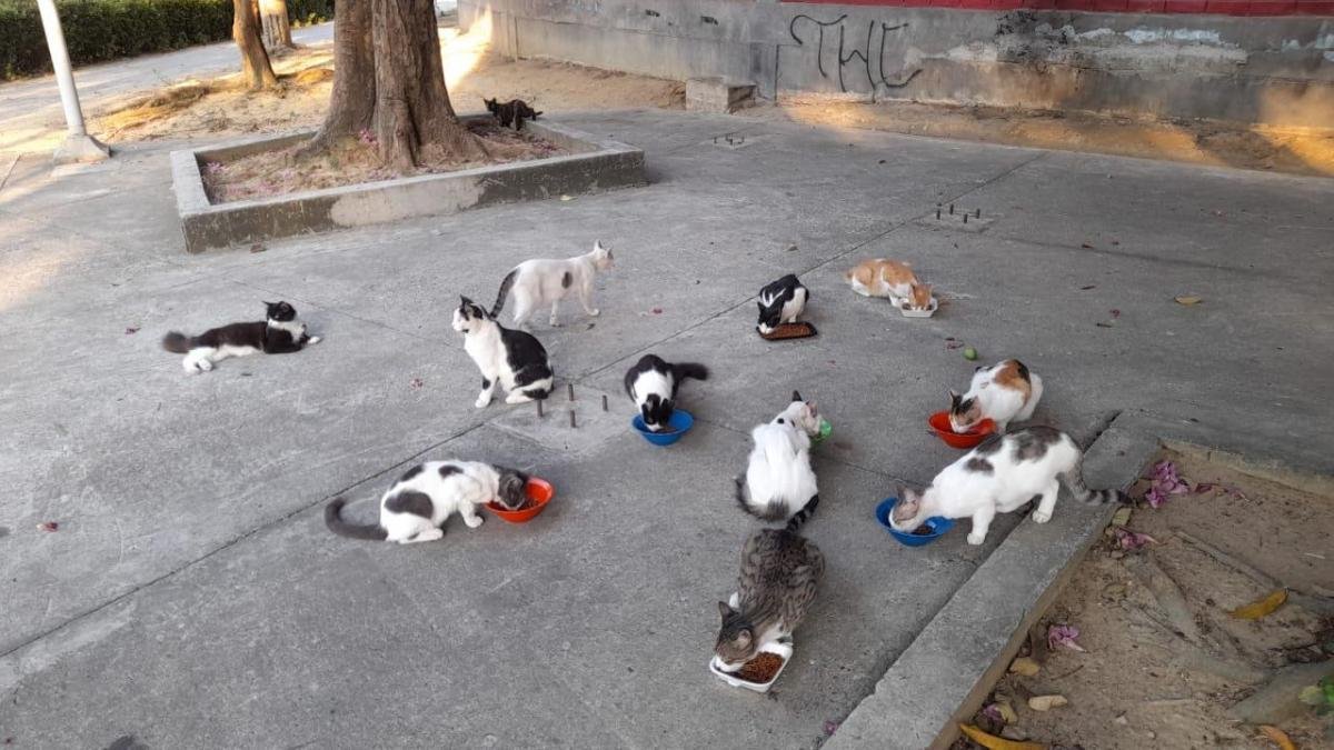 Lanzan alerta por Sobrepoblacia de Perros y Gatos