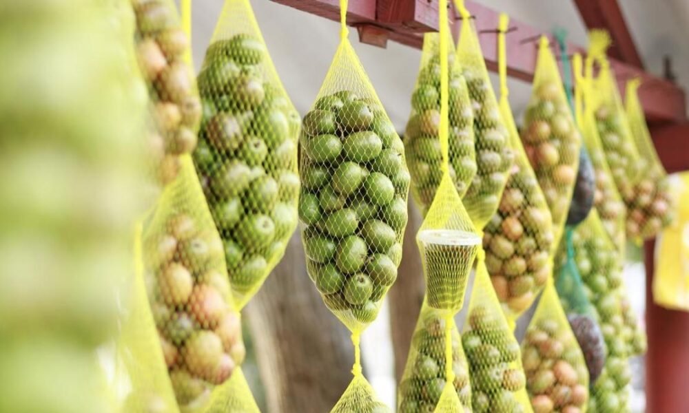 Festival de la Ciruela 2025 en Campeche