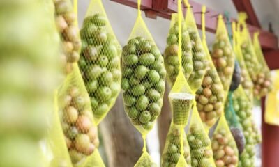 Festival de la Ciruela 2025 en Campeche