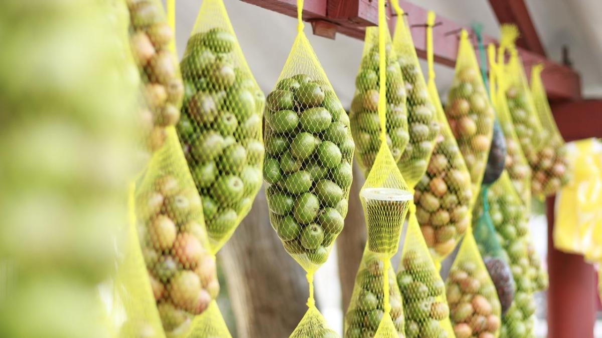 Festival de la Ciruela 2025 en Campeche