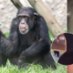 'Yoko', El Chimpancé del Ukumarí que era la era Compañero de Simios Sacrificados 'Pancho' y 'Chita' y Pertenecio A Narco