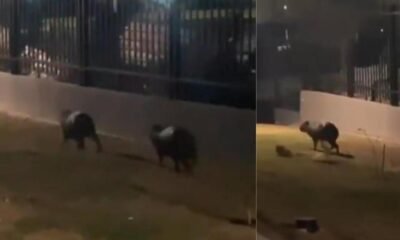 Avistamiento de Chigüiros en Zona Urbana Abre Debate Sobre La Fauna