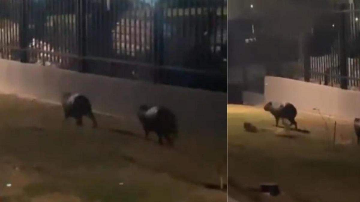 Avistamiento de Chigüiros en Zona Urbana Abre Debate Sobre La Fauna
