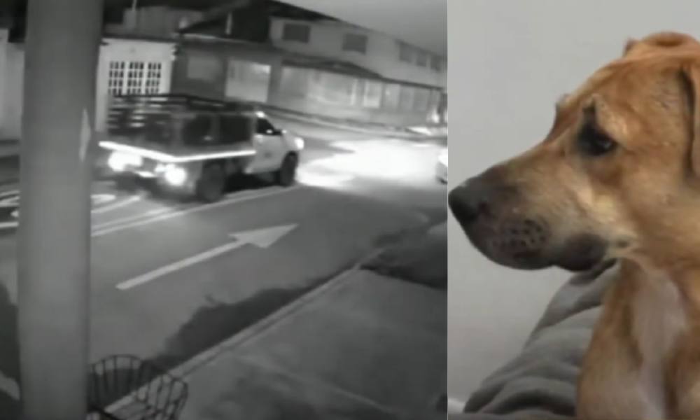 Director en contravía Atropelló a un perro, casi arrolla a su dueña y escapó del lugar: Hacen Denuncia en Bogotá