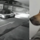 Director en contravía Atropelló a un perro, casi arrolla a su dueña y escapó del lugar: Hacen Denuncia en Bogotá