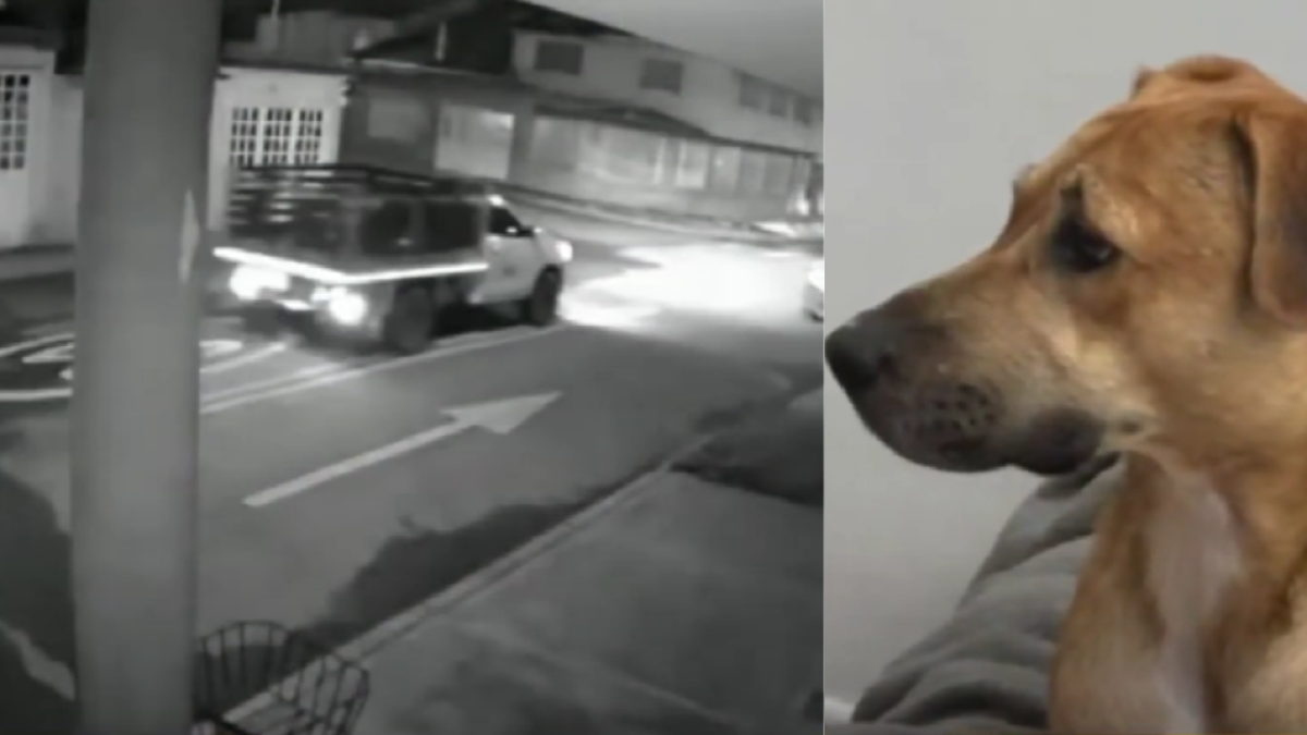 Director en contravía Atropelló a un perro, casi arrolla a su dueña y escapó del lugar: Hacen Denuncia en Bogotá