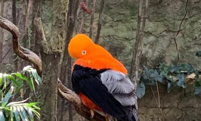 Santuario Alado del Caribe Colombiano