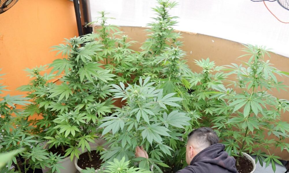 ¿Qué tanto se incrementó el consumo de marihuana en bogotá?