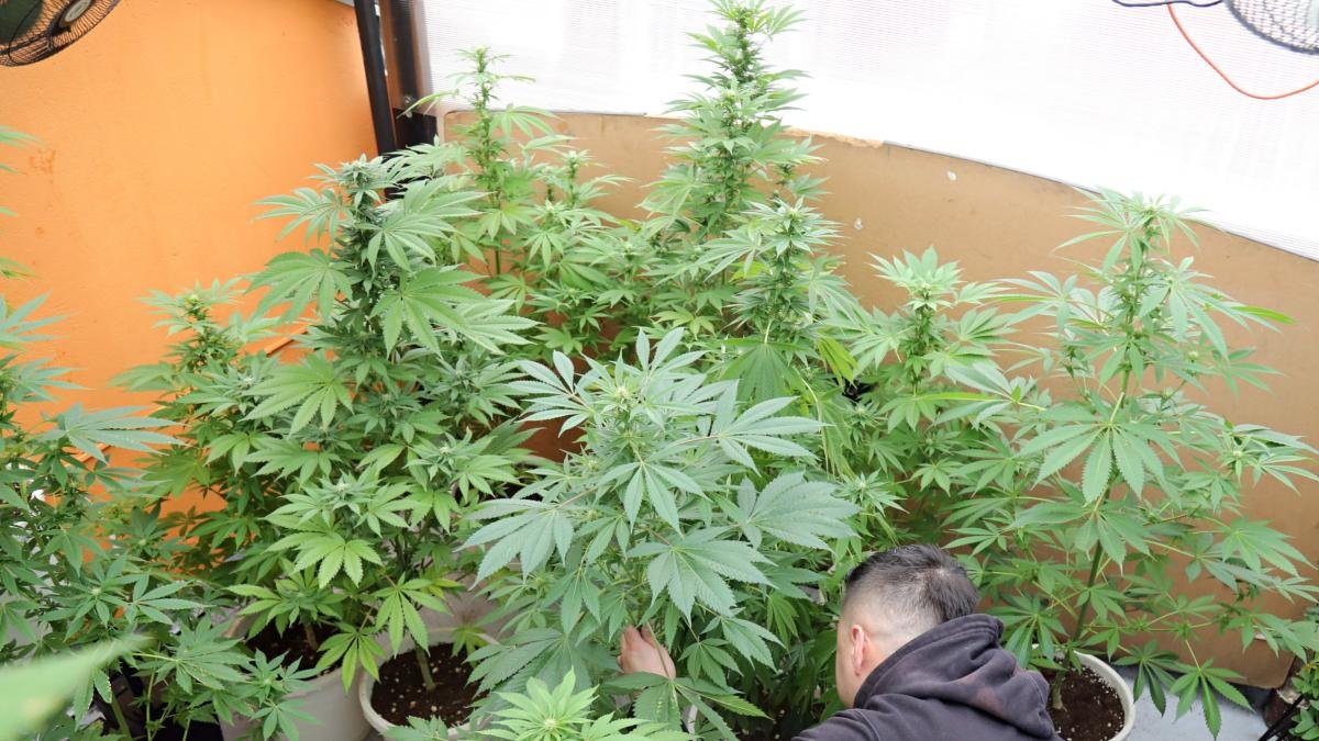¿Qué tanto se incrementó el consumo de marihuana en bogotá?