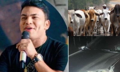 El Cantante de Vallenato Jhon Daza Sigue Con SUS Presentaciones Luego del Accidente de Tránsito Al Choco Con Vacas