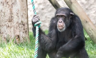 Así Será El Proceso de Su Traslado