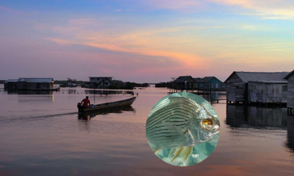 una Esperanza para Los Pescadores de la Ciénga Grande de Santa Marta