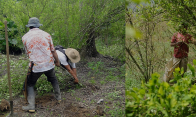 Más de Mil Campesinos del Sur de Córdoba que Erradicaron Cultivos ilícitos denuncian que están pasando hambre