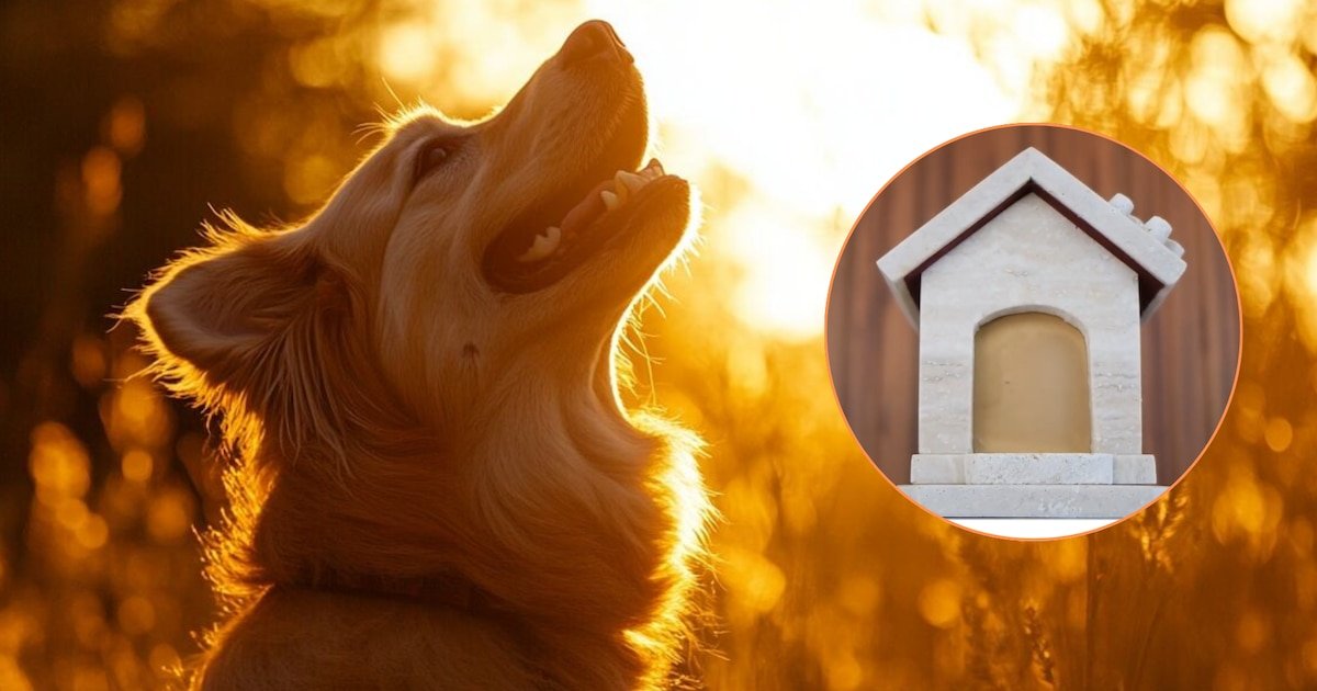 Abren el primer crematorio municipal de mascotas del país: dónde se encuentra, cuáles son los precios y todo lo que debes saber
