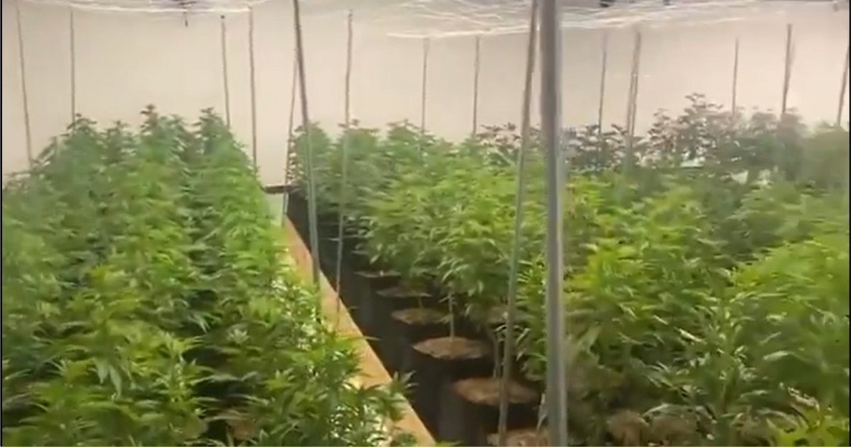 Así era el invernadero de marihuana asegurado en la región Seri de Hermosillo, Sonora | Video