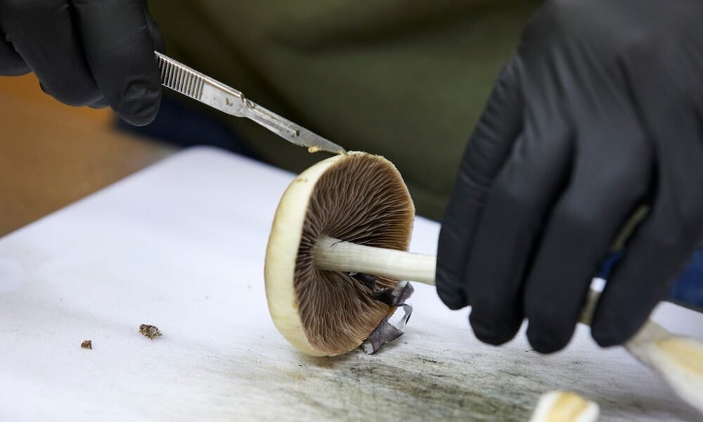 Colorado analiza el uso de hongos alucinógenos para combatir la ansiedad y la depresión