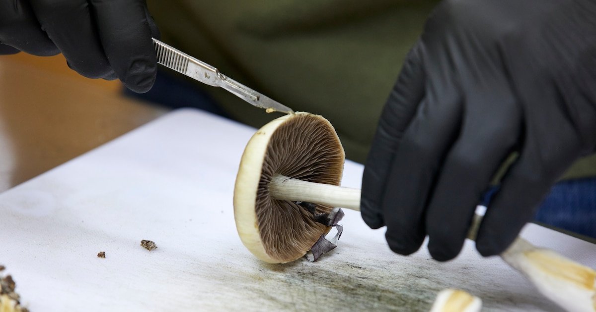 Colorado analiza el uso de hongos alucinógenos para combatir la ansiedad y la depresión