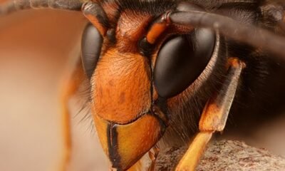 Depredador implacable: avispas asiáticas consumen mil 400 especies, amenazando a los polinizadores