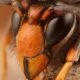 Depredador implacable: avispas asiáticas consumen mil 400 especies, amenazando a los polinizadores