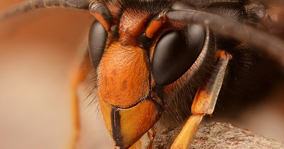 Depredador implacable: avispas asiáticas consumen mil 400 especies, amenazando a los polinizadores