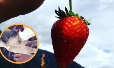 El método perfecto para desinfectar las fresas de pesticidas y bacterias sin vinaagre ni bicarbonato