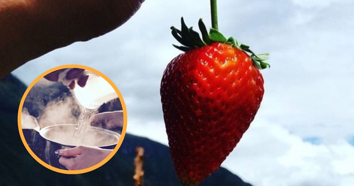 El método perfecto para desinfectar las fresas de pesticidas y bacterias sin vinaagre ni bicarbonato